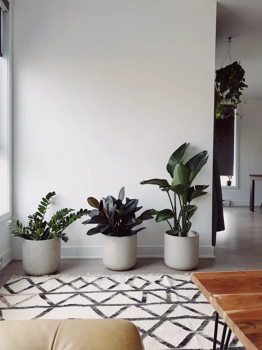 Indoor plants in a bright living space
